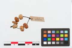 Foto von Perlenkette (NHMW-PRAE-025036)